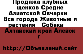 Продажа клубных щенков Средне Азиатской Овчарки - Все города Животные и растения » Собаки   . Алтайский край,Алейск г.